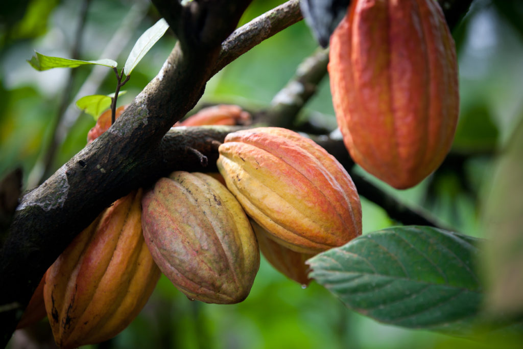 Cacao Sales on the Rise - Quality Candy Company